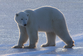 Polar bear (Photo by Andrew Derocher)