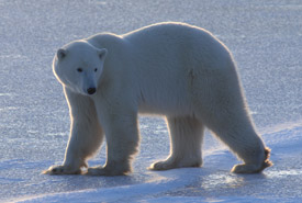 Ours polaire (Photo de Andrew Derocher)