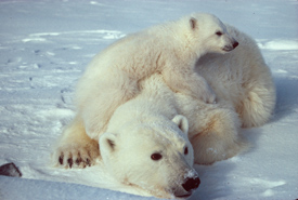 Polar bear mother with cub (Photo by Scott Schliebe/Wikimedia Commons) 