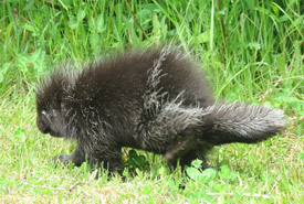 Porcupine (Photo by NCC) 