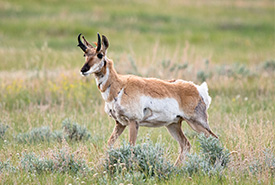Pronghorn (Photo by Leta Pezderic / NCC Staff)