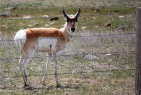 Pronghorn (Photo by NCC)