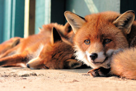 Red foxes (Photo by GDallimore/Wikimedia Commons) 