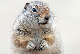 Richardson's ground squirrel (Photo by Alamy Stock Photo)