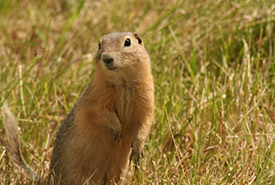 Richardson's ground squirrel (Photo by NCC)