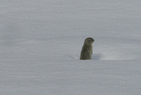 Richardson's ground squirrel (Photo by Charles Thomas Hash, Jr. CC-BY-NC)