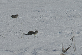 Richardson's ground squirrels typically don’t emerge until the temperature is consistently above freezing (Photo by Charles Thomas Hash, Jr. CC-BY-NC)