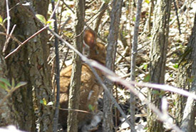 Snowshoe Hare, Carden Alvar, ON (Photo by NCC).