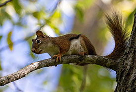 Squirrel on branch (Photo by Mhairi McFarlane/NCC)