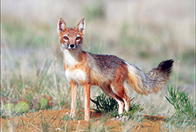 Swift Fox (Photo by Pat Gaines / Getty Images)