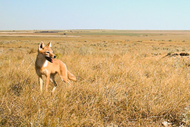 Swift fox in southern Alberta (Photo by NCC)