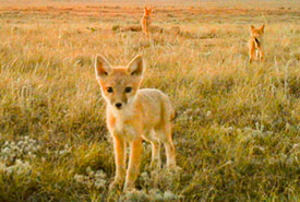 Swift foxes on NCC site (Photo by NCC)