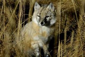 Swift fox (Photo by Karol Dabbs)