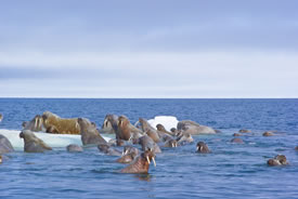 Walruses, Lancaster Sound (Photo by Mario Cyr)