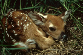 White-tailed deer fawn (Photo by USFWS)