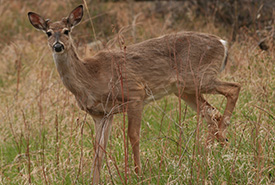 Young mule deer (Photo by NCC)