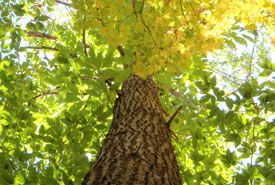 American chestnut (Photo by Norfolk County)