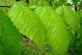 American beech leaves (Photo by NCC)