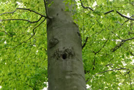 American beech tree cavity (Photo by Bernt Solymar)