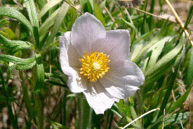 Prairie crocus finishes flowering in early May (Photo by Diana Robson)