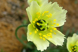 Arctic poppy on Bylot Island, NU (Photo by Christie MacDonald/NCC staff)