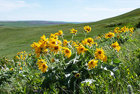Arrowleaf balsamroot on grazed prairie grassland (Photo by Leta Pezderic)