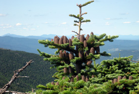 Balsam fir (Photo by Wikimedia Commons)