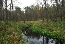 Black ash swamp (Photo by NCC)