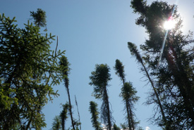 Black spruce (Photo by NCC) 