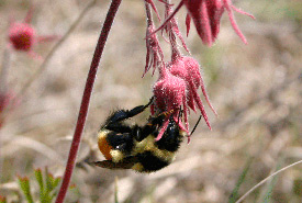 A queen bumblebee visiting a prairie-smoke plant. (Photo by Diana Robson) 