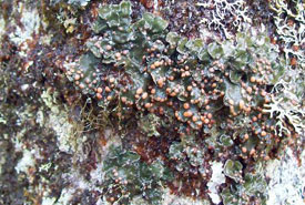 Boreal felt lichen (Photo by Ian Goudie/Wikimedia Commons)