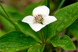Bunchberry flower (Photo by NCC)