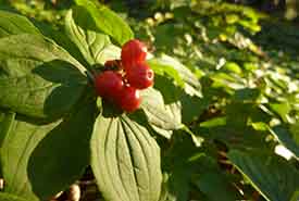 Bunchberry (Photo by NCC staff)