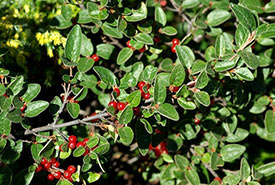 Canada buffaloberry (Photo by Richard Staniforth, CC BY-NC 4.0)