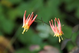 Columbine (Photo by NCC)