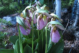 Pink lady's-slipper, Covey Hill (Photo by NCC)