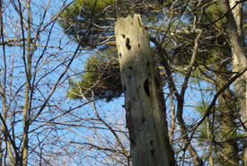 Dead standing tree cavity (Photo by Bernt Solymar)