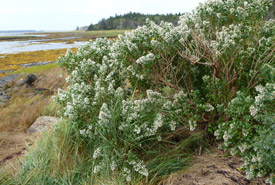 Eastern baccharis, Lobster Bay, NS (Photo by Anthony Crawford)