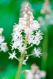 Foam flower (Photo from Dreamstime)