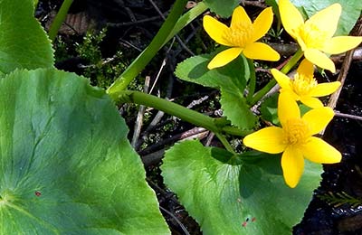 Marsh Marigold on the Inverness property on PEI (Photo by NCC)