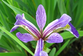 Iris Versicolore (photo de CNC)