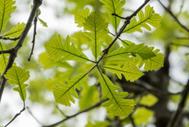 Bur Oak Leaves at the Keyhole, NB (Photo by Courtney Cameron/ NCC Staff)