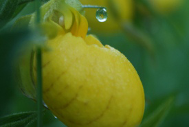 Large yellow lady's-slipper, MB (Photo by NCC)