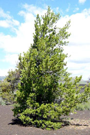 Limber pine (Photo by Wikimedia Commons)