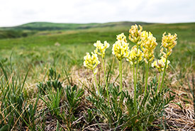 Locoweed growing in the Southern Foothils (Photo by NCC)