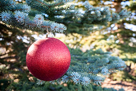 Blue spruce make great Christmas trees (Photo by NCC)