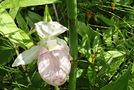 Pink lady's-slipper, ON (Photo by NCC)