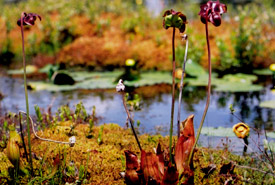 Purple pitcher plant (Photo by Mark Alexander MacDonald)