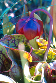Purple pitcher plant (Photo by Helen Jones)