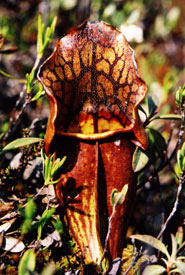 Pitcher plant (Photo by Mark Alexander MacDonald)